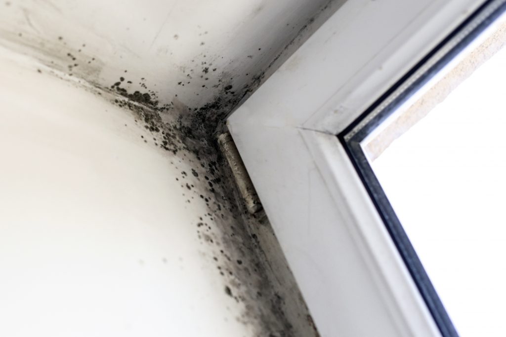 Mold Removal in Ann Arbor, Michigan (2603)
