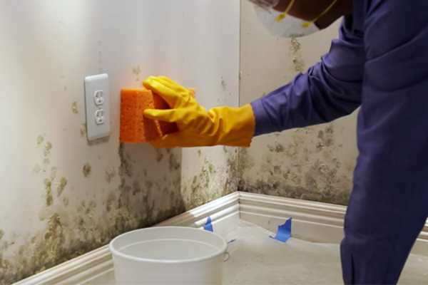 Mold Removal in Inkster, Michigan (7034)