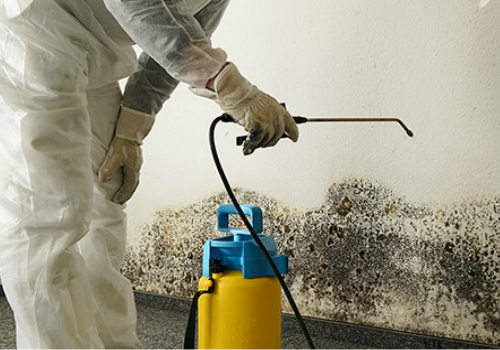 Mold Removal in Flat Rock, Michigan (1582)